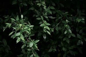 Dark green leaf backdrop, dark tone, small leaves, tropical leaves, dark green leaf wallpaper. photo