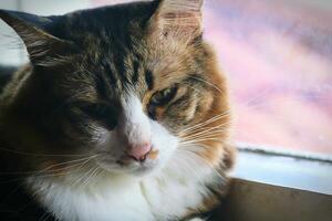 Close up of cat on the windowsill. Selective focus. photo