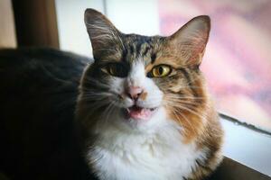 Cute cat looking out the window. Close up. Selective focus. photo