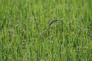 Rice seedlings in the rice field, closeup of photo