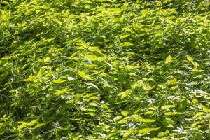 Shot in a field of nettles against the light photo