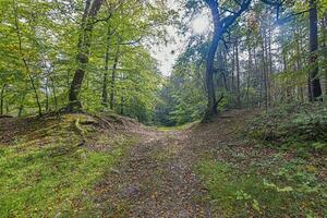 imagen a lo largo un camino mediante un verano bosque foto