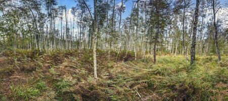 Panoramic image of a birch forest with ferns on the ground and a blue sky in the background photo