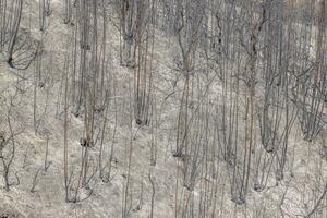 View over a burnt area of forest with black burnt tree stumps photo