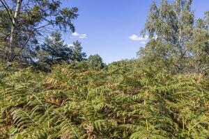 View of a dense field of ferns in a summer forest photo