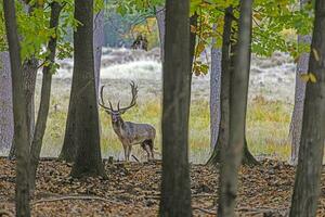 imagen de un ciervo con grande cornamenta en un alemán bosque foto