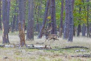 imagen de un ciervo con grande cornamenta en un alemán bosque foto