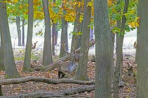 Picture of a deer with large antlers in a German forest photo