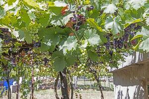 imagen de maduro blanco y rojo uvas colgando desde el vino foto