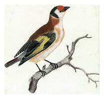 Goldfinch on a Branch, anonymous, 1688 - 1698 photo