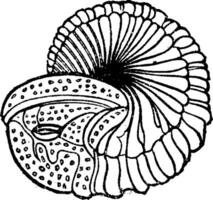 trilobites, Clásico grabado. vector