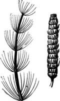 Primitive plants, Calamites a. branch, b. fruiting spike, vintage engraving. vector