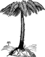 Tree fern, vintage engraving. vector