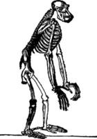 Skeleton of orang, vintage engraving. vector