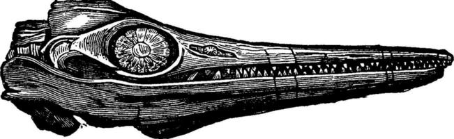 Ichthyosaur fossil head, vintage engraving. vector