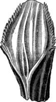 Iguanodon tooth, vintage engraving. vector