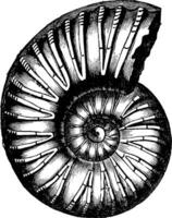 Ammonites inflatus, vintage engraving. vector