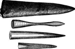 Various beaks of Jurassic belemnites, vintage engraving. vector