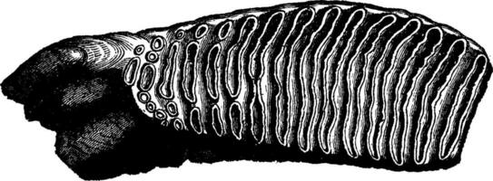 Molar tooth of a mammoth, vintage engraving. vector