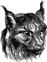 Cat, vintage engraving. vector