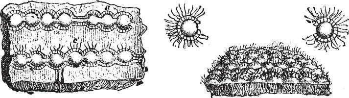 Eozoon Canadense, Rhizopode foraminifera, the oldest known fossil, vintage engraving. vector