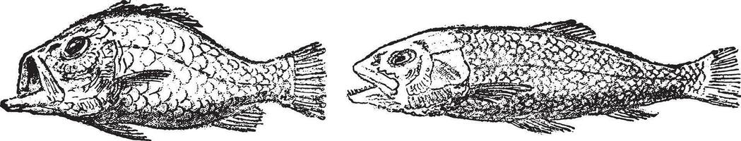 Fossil bone fish, with a homocercal tail, from the Cretaceous period, vintage engraving. vector