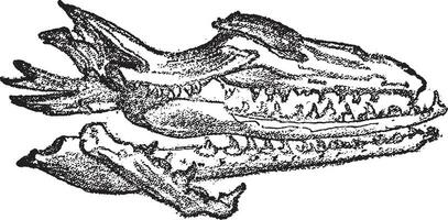 Fossil skull of the Mosasaur of Maastricht, vintage engraving. vector