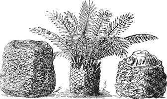 Fossil cycads of the muddy layers of Portland Island, vintage engraving. vector