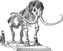 Skeleton fossil Mammoth, canned in the museum of Saint Petersburg, vintage engraving. vector