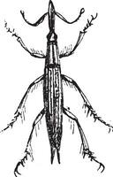 Weevil or Lixus spp. vector