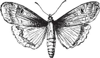 Moth, vintage engraving. vector