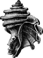 écfora gardnerae Clásico ilustración vector