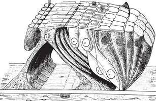 Organ of corti, vintage engraving. vector