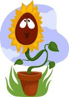 Sunflower in the pot, illustration, vector on a white background.