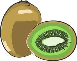A kiwi fruit, vector color illustration.
