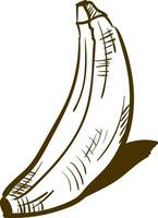 Sketch banana, vector color illustration.