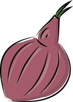 Sketch of a red onion vector