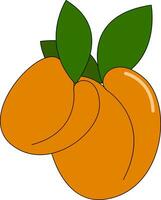 Fresh orange Apricots vector or color illustration