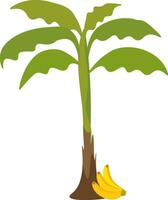 A banana tree vector or color illustration