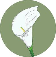 White calla vector or color illustration