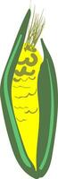 Corn sketch vector or color illustration