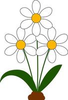 Beautiful daisies vector or color illustration
