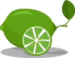 Lime in green color vector or color illustration