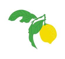 Fresh lemon juice vector or color illustration