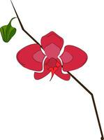 Pink Orchid vector or color illustration