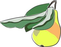 Pear with leaves vector or color illustration