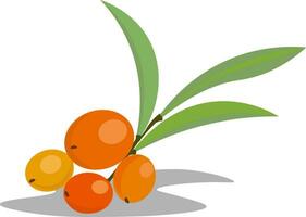 A bunch of sea berry vector or color illustration