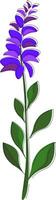 A sage with violet flower vector or color illustration