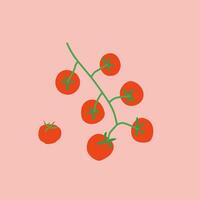 Bunch of tomatoes vector or color illustration