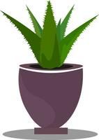 Aloe, vector or color illustration.